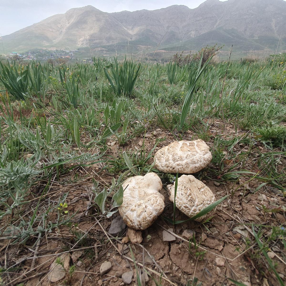 قارچ چمن زار